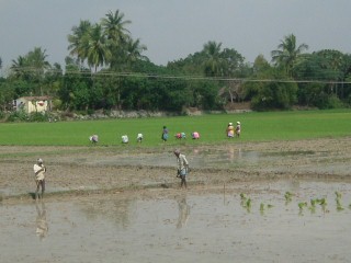 Campo del riso in Sud India