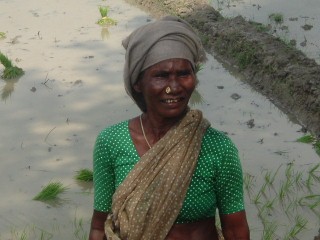Donna nel campo del riso in Sud India