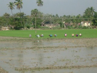 Campo del riso in Sud India