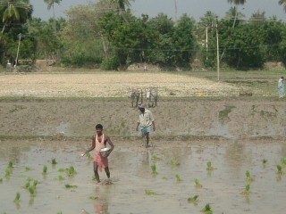 Campo del riso in Sud India