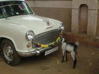 Macchina e capra in Sud India 