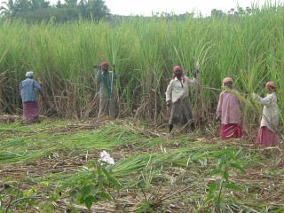 Campo di canna in Sud India