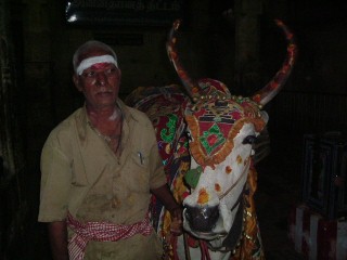Santone con mucca in Sud India