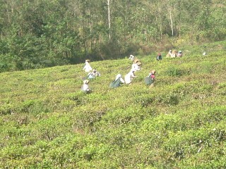 Campo del t&egrave; in Sud India