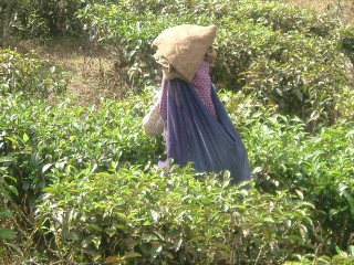 Campo del t&egrave; in Sud India