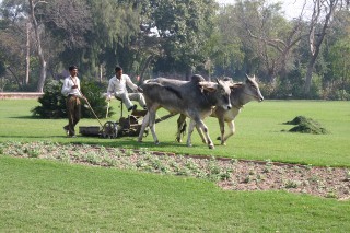 Taglia l'erba al Taj Mahal - Agra, India