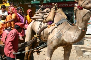 Rajasthan, India