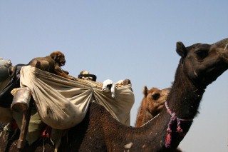 Cucciolo sul cammello, Rajasthan, India