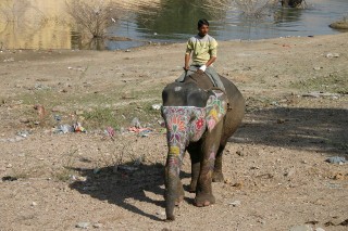 Elefante a Jaipur, India