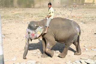 Elefante a Jaipur, India