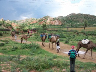 Cammelli in Rajasthan, India