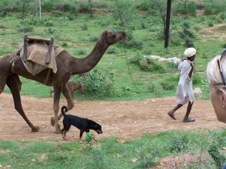 Cammelli - Rajasthan, India