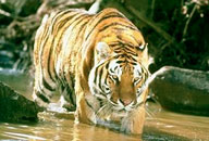 Informazioni parco Nazionale di Bandhavgarh