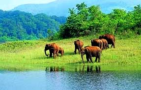 Viaggio in Sud India - Periyar