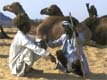 Viaggio per la fiera di Pushkar - Rajasthan, India di 17 giorni