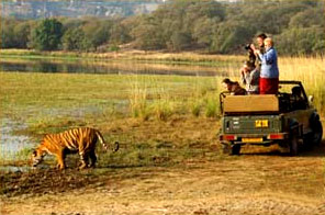 Wildlife Tour in India, avvistare le tigri indiane