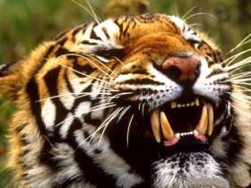 Tigre di Bengala in India